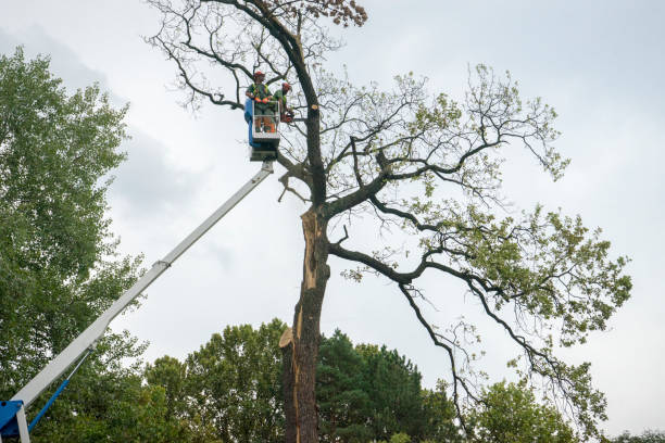 Best Tree Risk Assessment  in Lincoln Park, NJ