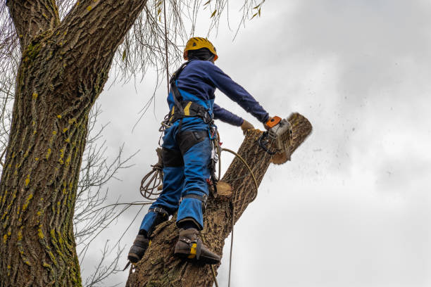 Best Hazardous Tree Removal  in Lincoln Park, NJ