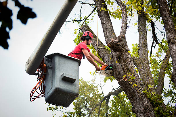 Best Emergency Tree Removal  in Lincoln Park, NJ