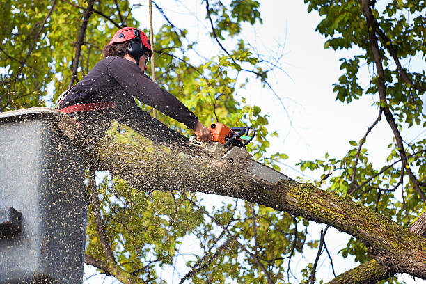 Best Fruit Tree Pruning  in Lincoln Park, NJ